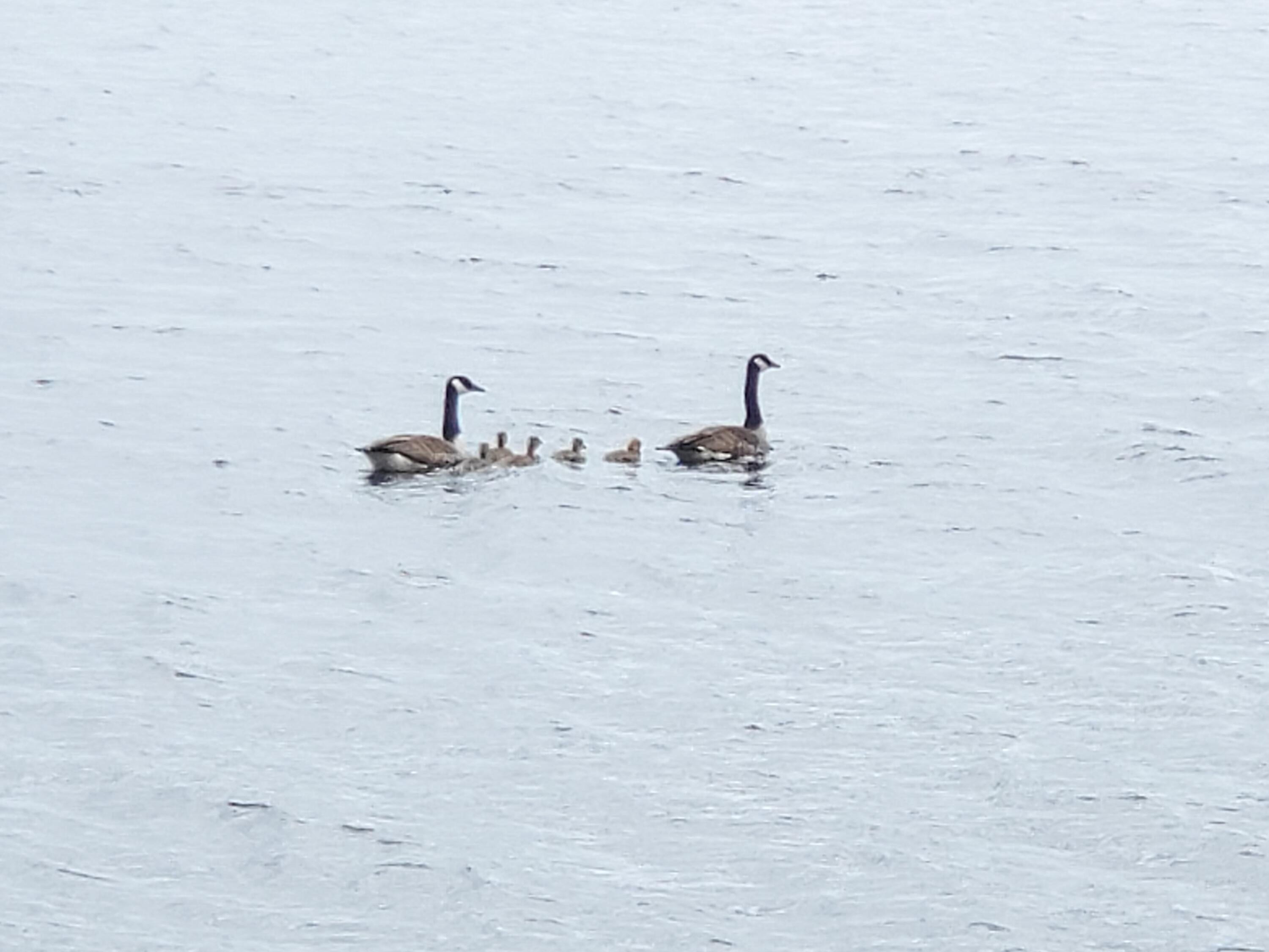 77 South Princeton Road Alexander, ME 04694 - Photo 26 of 31 Canada Geese family