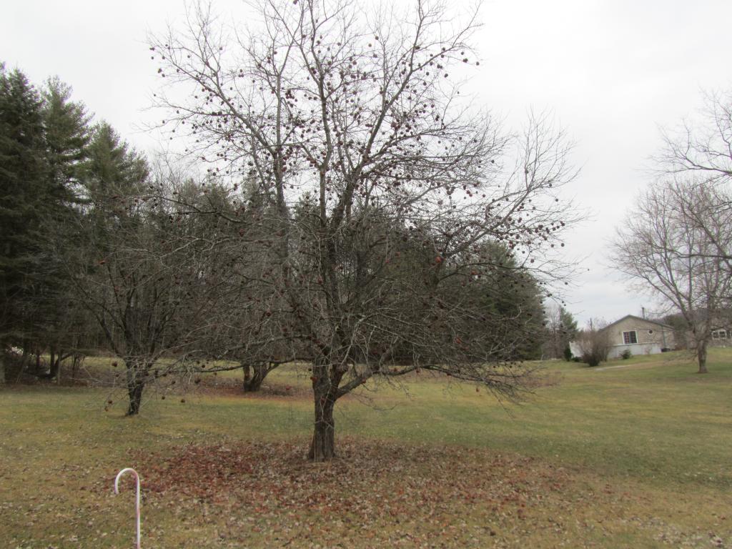 1523 Country Club Road Brandon, VT 05733 - Photo 8 of 36 Gallery Image 8