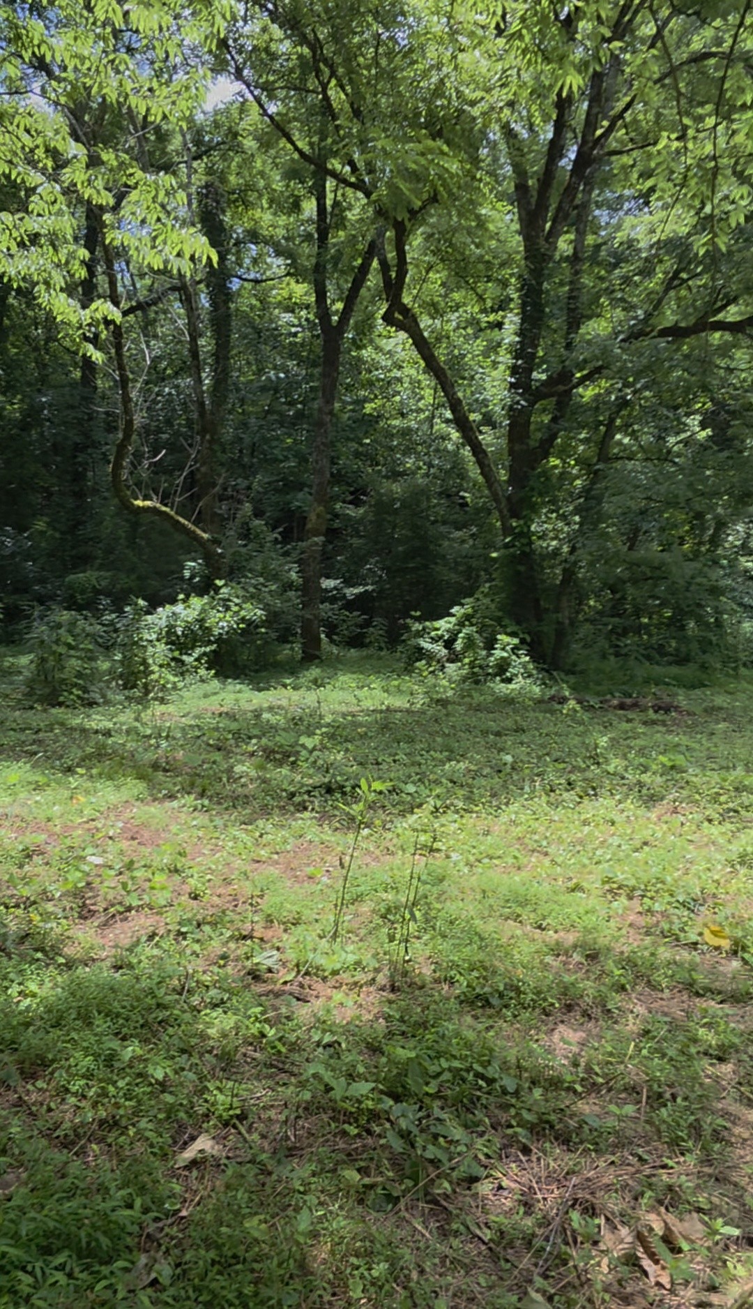 0 Rock Springs Road Ethridge, TN 38456 - Photo 13 of 22