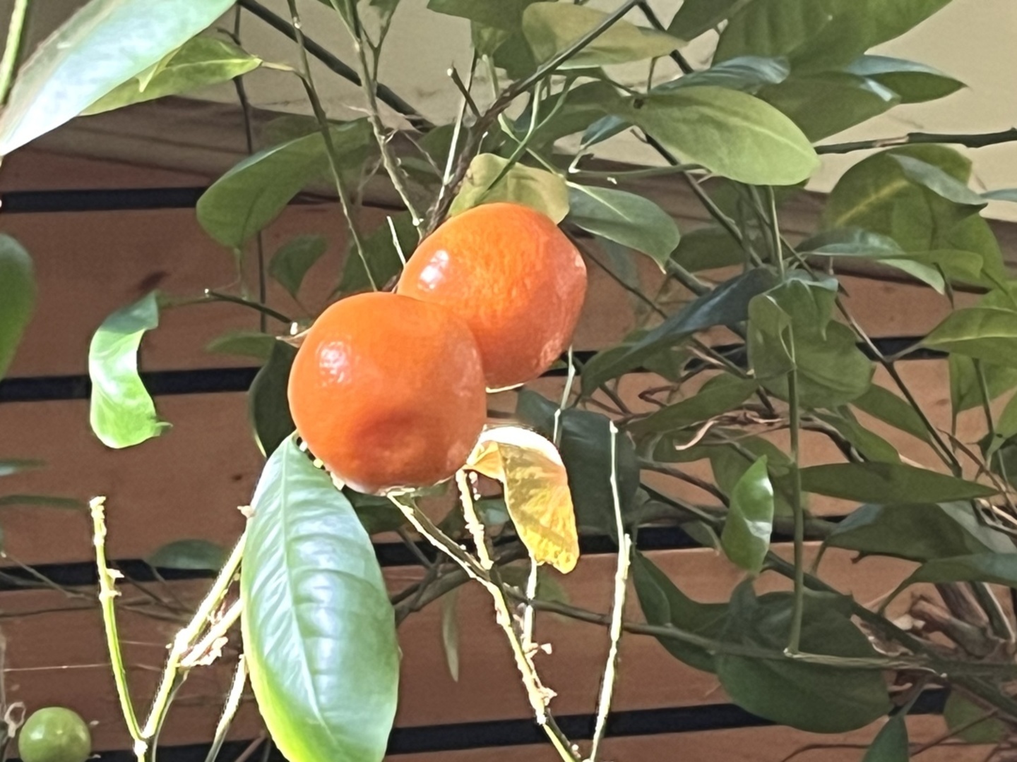 8750 Gurler Road DeKalb, IL 60115 - Photo 43 of 57