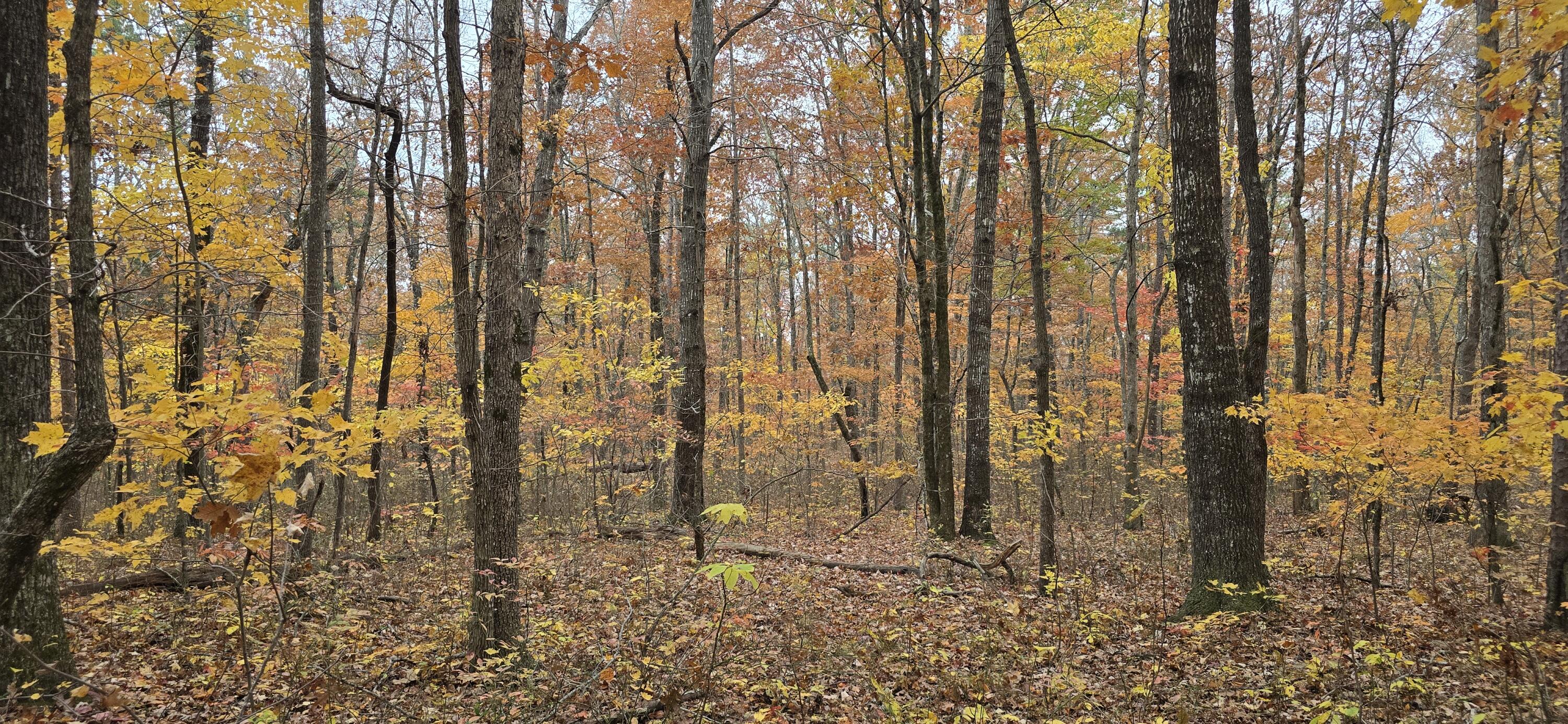 0 Bob Cat Trail Dunlap, TN 37327 - Photo 5 of 12 20251107_144937