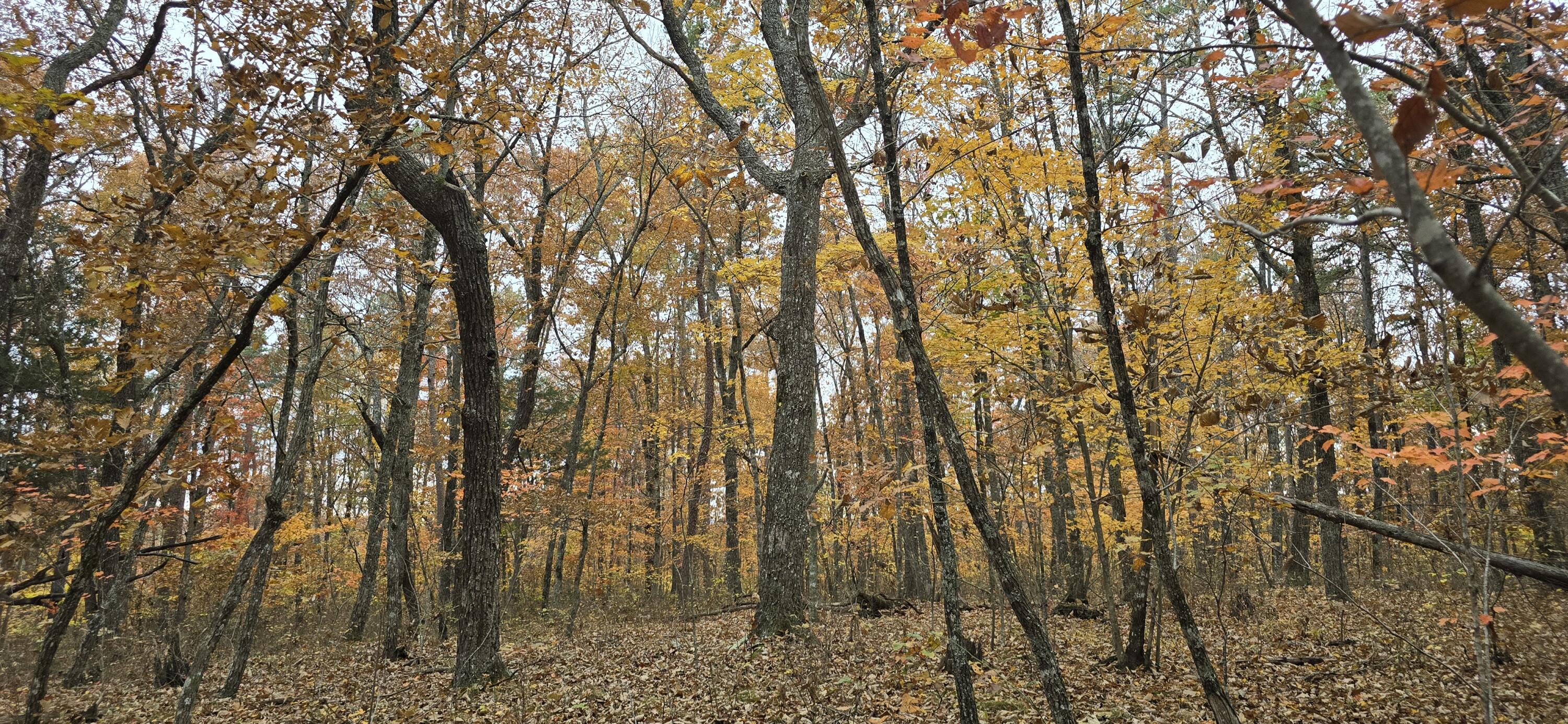 0 Bob Cat Trail Dunlap, TN 37327 - Photo 6 of 12 20251107_145230