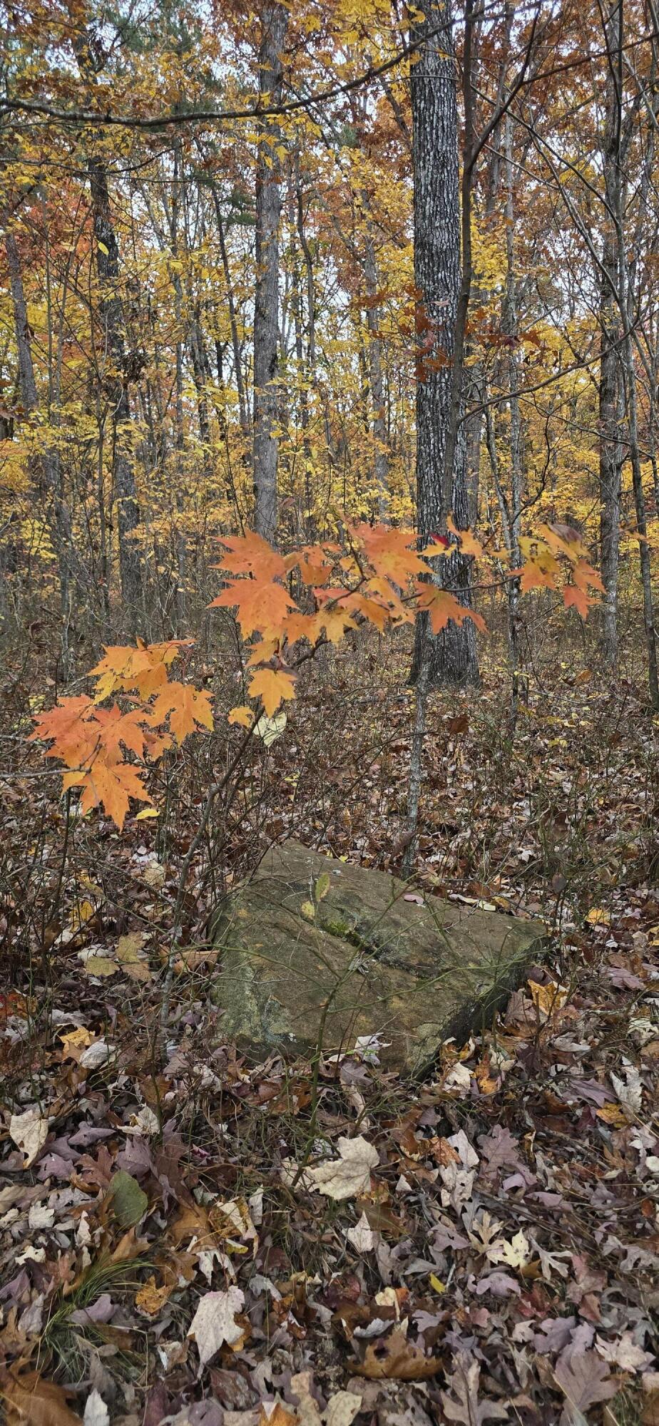 0 Bob Cat Trail Dunlap, TN 37327 - Photo 7 of 12 20251107_144501