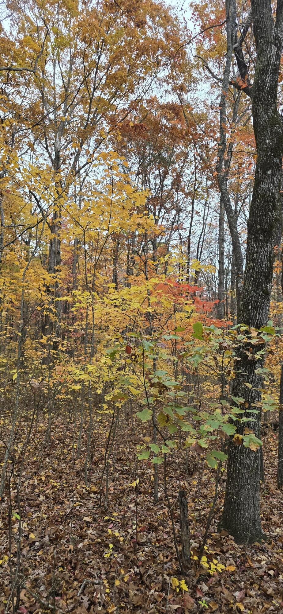 0 Bob Cat Trail Dunlap, TN 37327 - Photo 8 of 12 20251107_144538