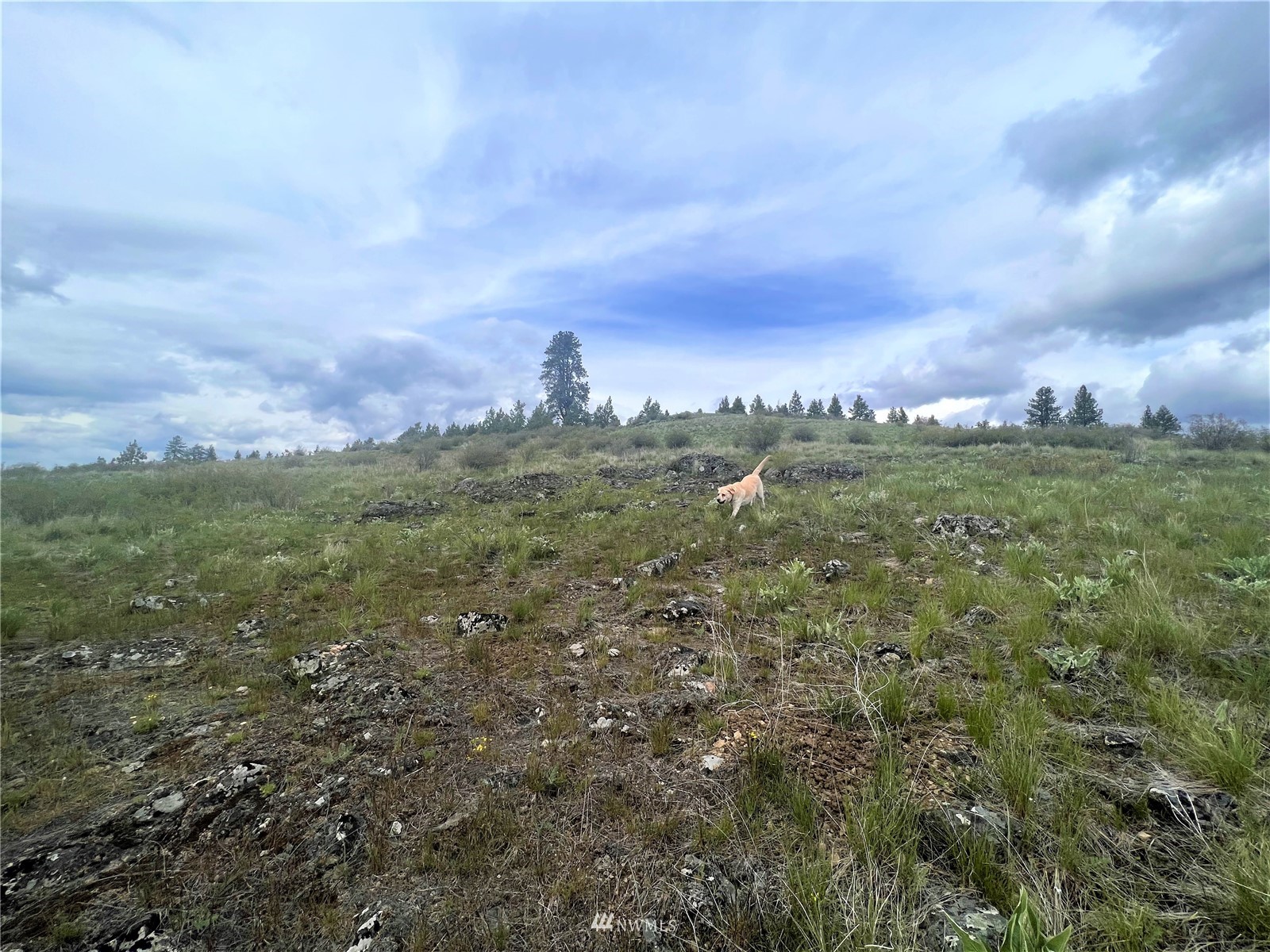 26 Lambert Mountain Road Republic, WA 99166 - Photo 12 of 16 Gallery Image 12