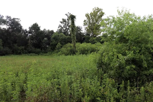 a view of a lush green space
