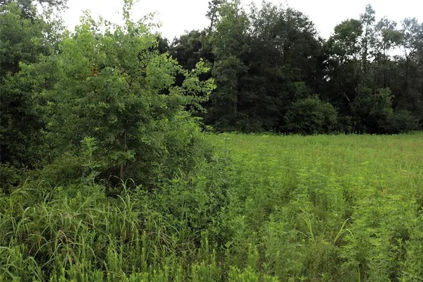 a view of a bunch of trees and bushes