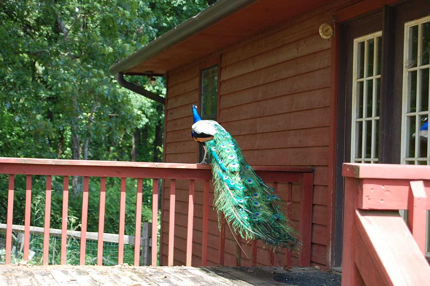 2413 Chimney Ridge Road Knoxville, TN 37923 - Photo 8 of 40 Peacock 2