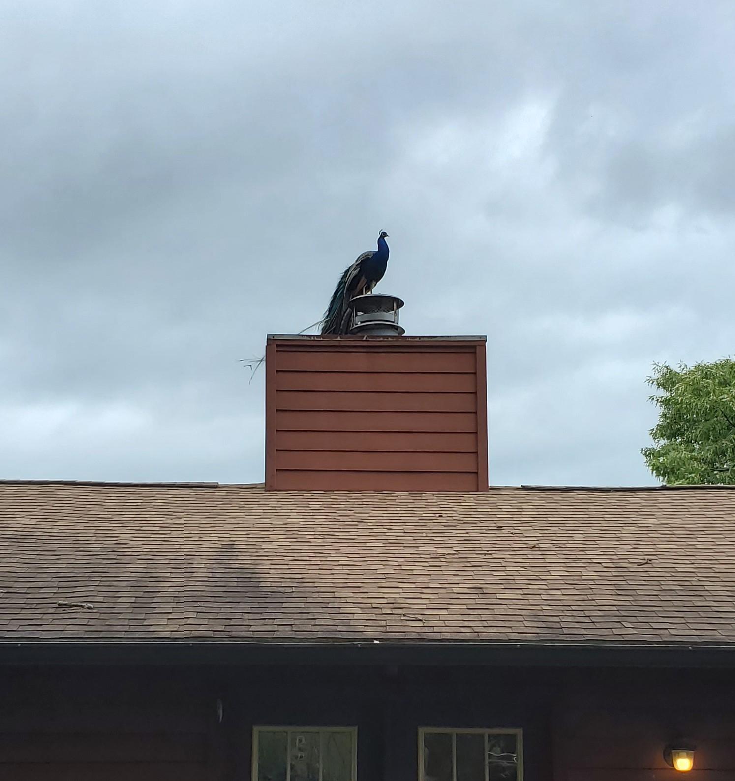 2413 Chimney Ridge Road Knoxville, TN 37923 - Photo 9 of 40 Peacock 3