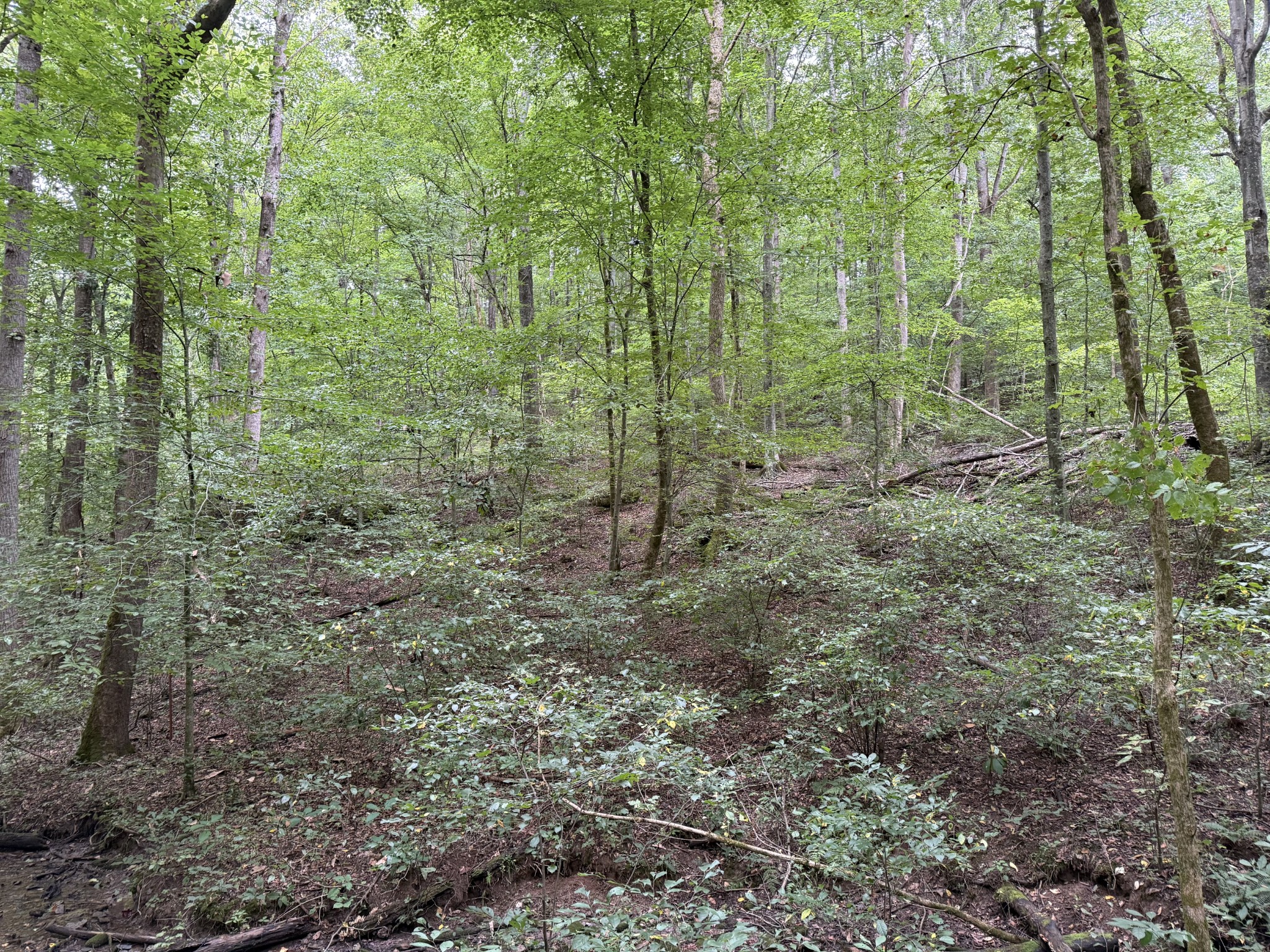 2309 Baptist Church Road Culleoka, TN 38451 - Photo 19 of 35 Gallery Image 19