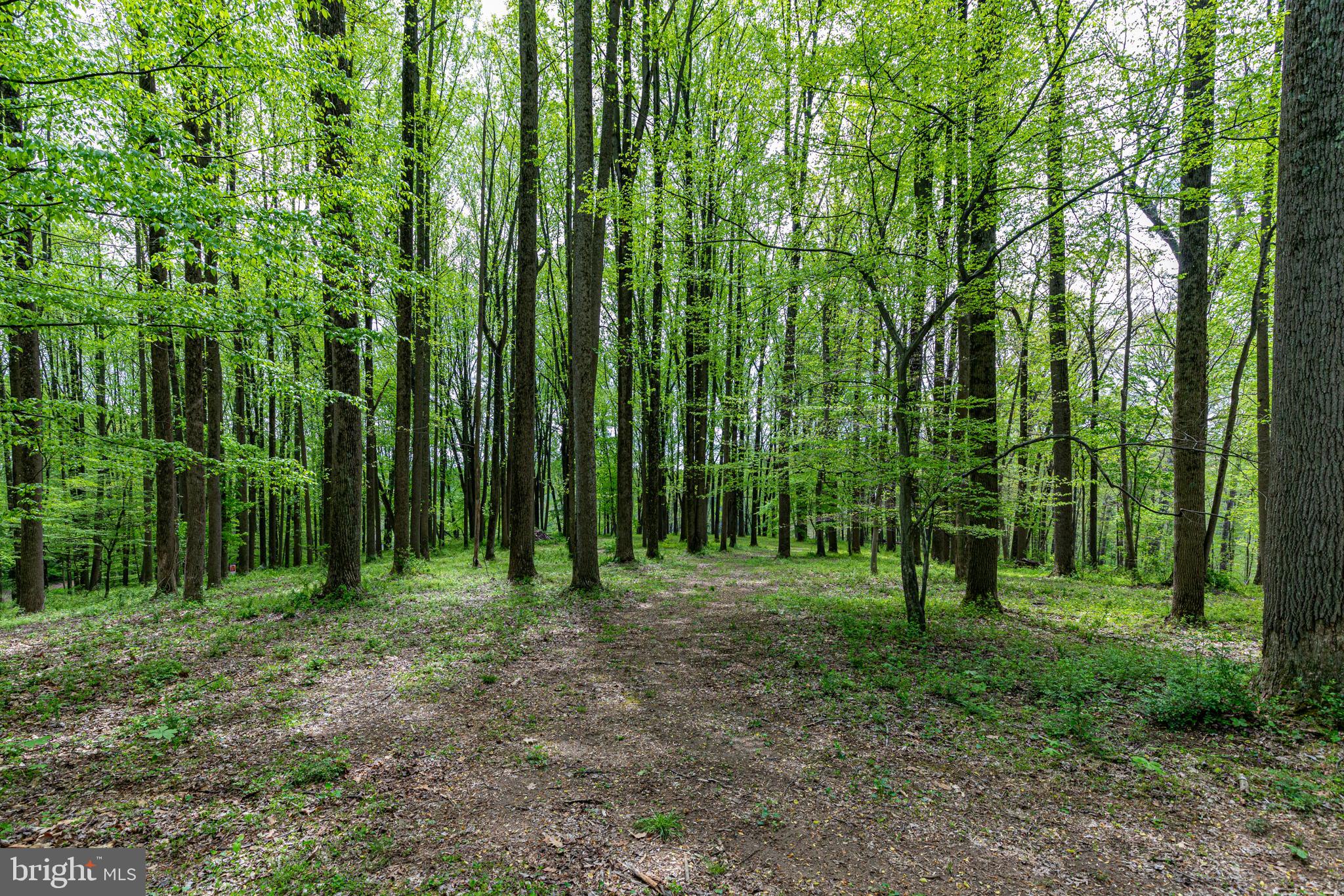 2310 Putnam Road Forest Hill, MD 21050 - Photo 12 of 90 Lush green forest path beckons wanderers.