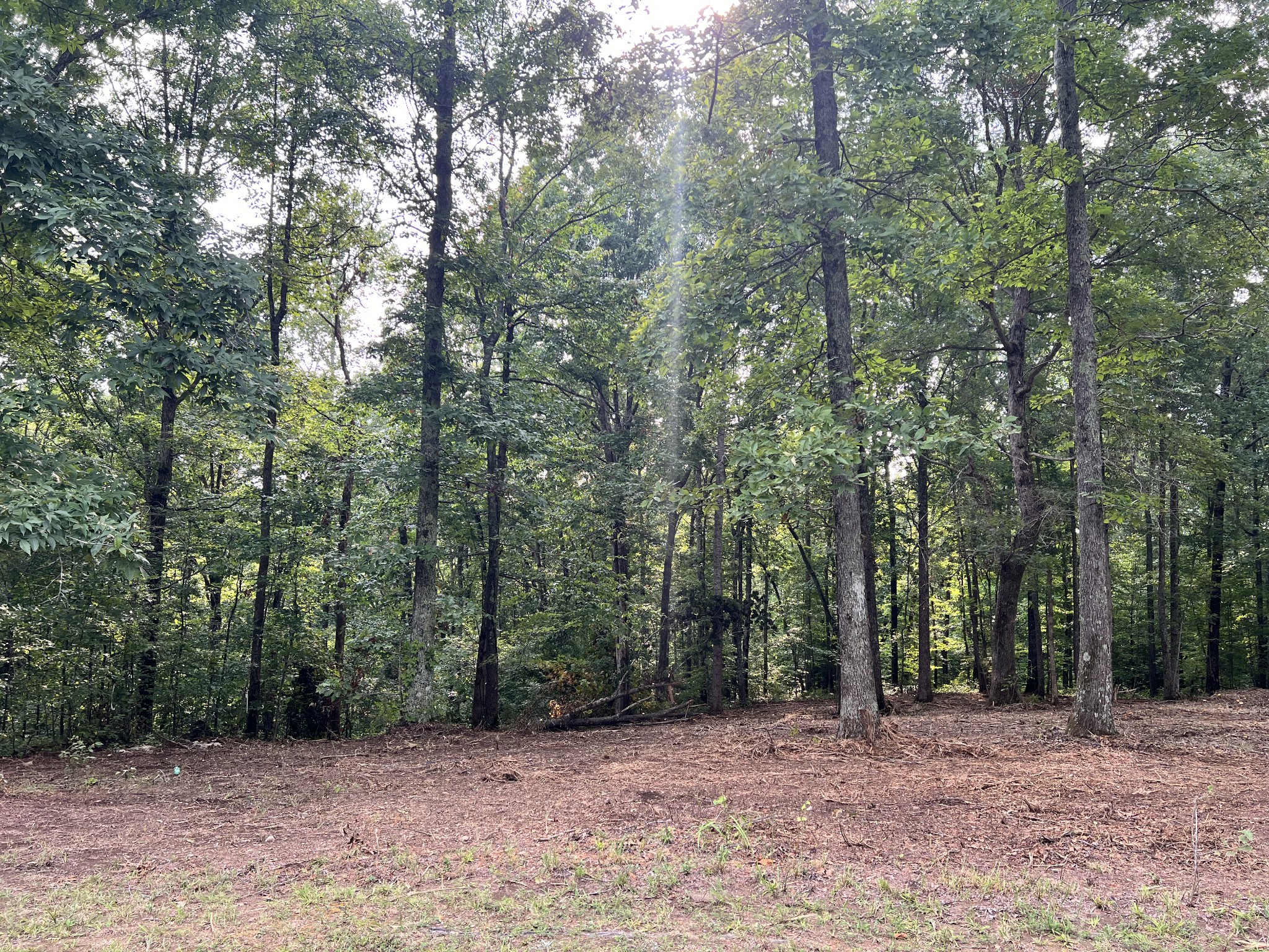 0 Mayne Trace Road Waverly, TN 37185 - Photo 13 of 15 a view of a forest with trees in the background