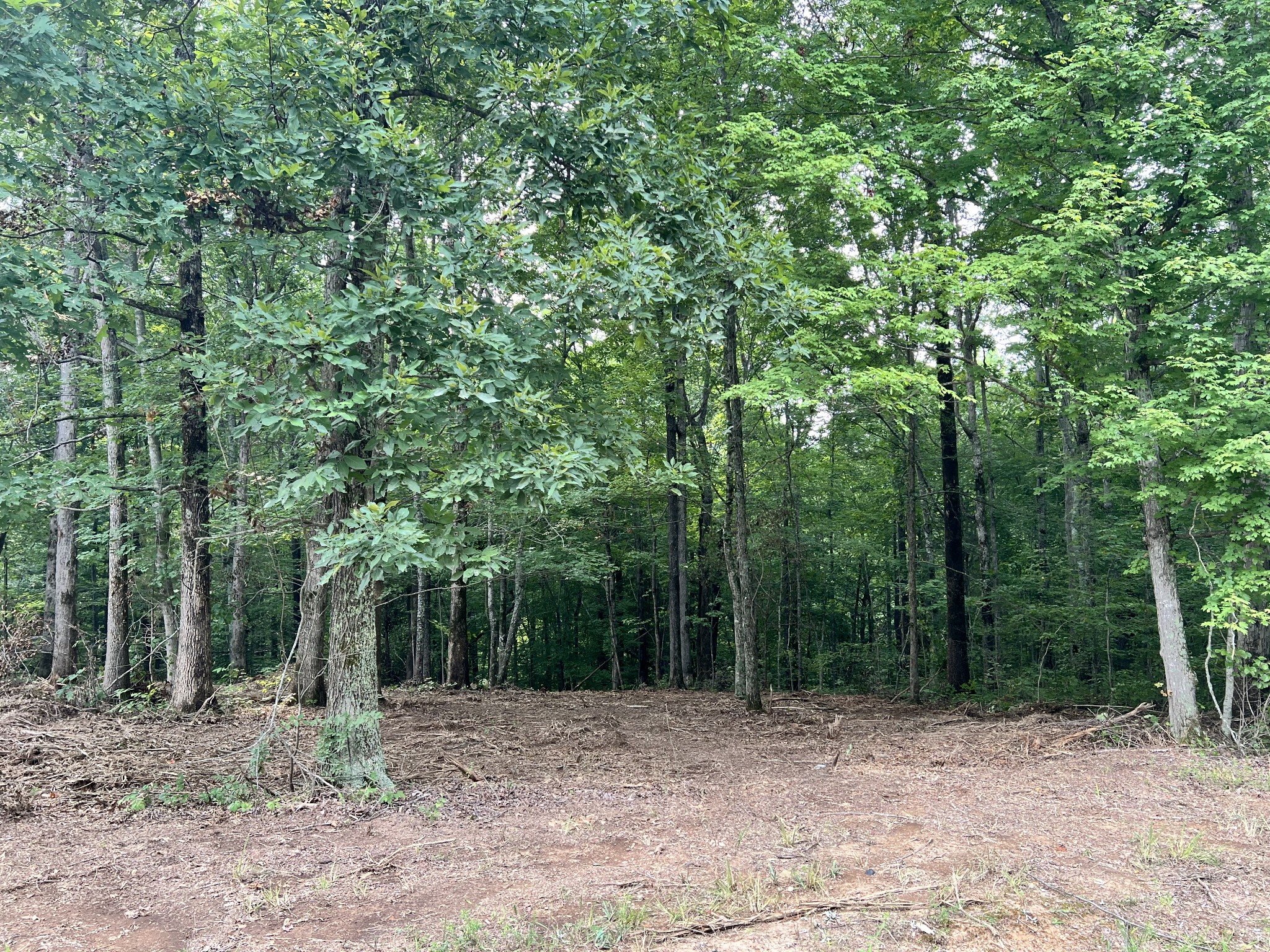0 Mayne Trace Road Waverly, TN 37185 - Photo 10 of 15 a view of a field with trees in the background