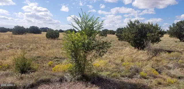 a view of a yard with plants and trees