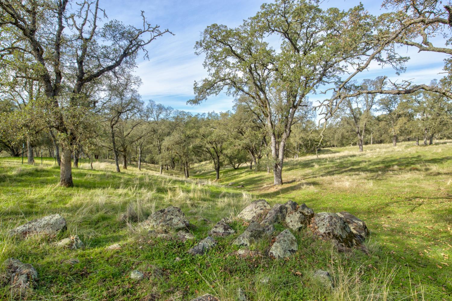 a view of a yard with trees