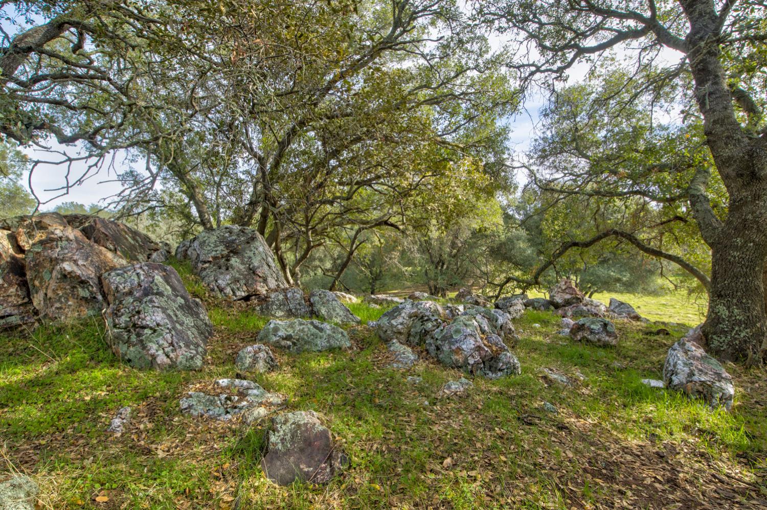 0 Latrobe Road Plymouth, CA 95669 - Photo 33 of 52 a view of a tree in a yard