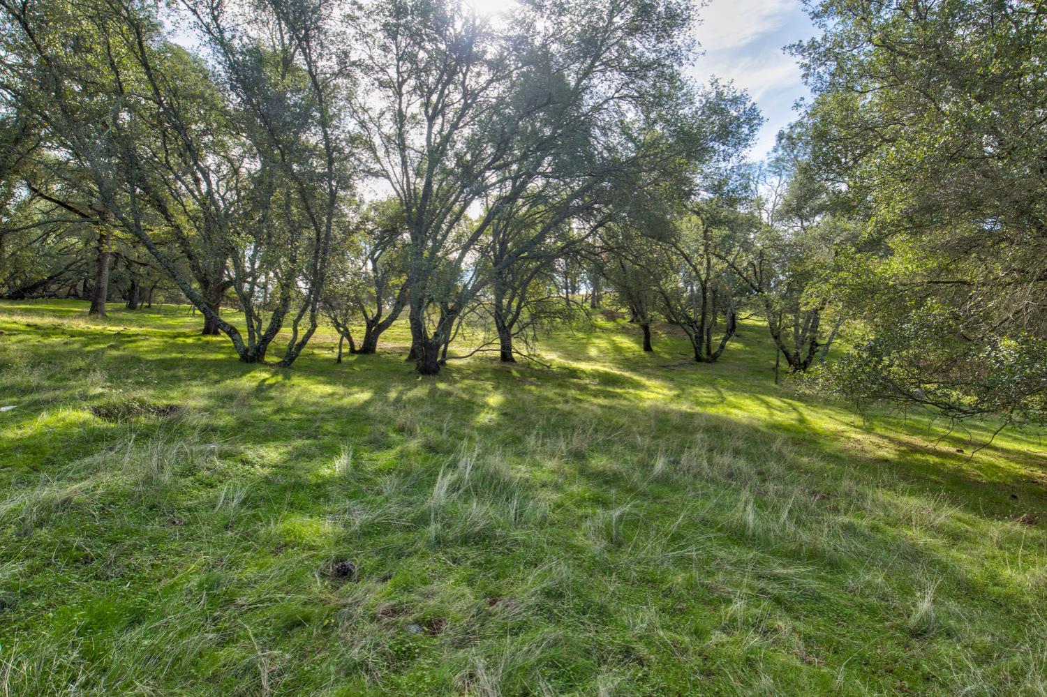 0 Latrobe Road Plymouth, CA 95669 - Photo 38 of 52 a big yard with lots of green space and trees