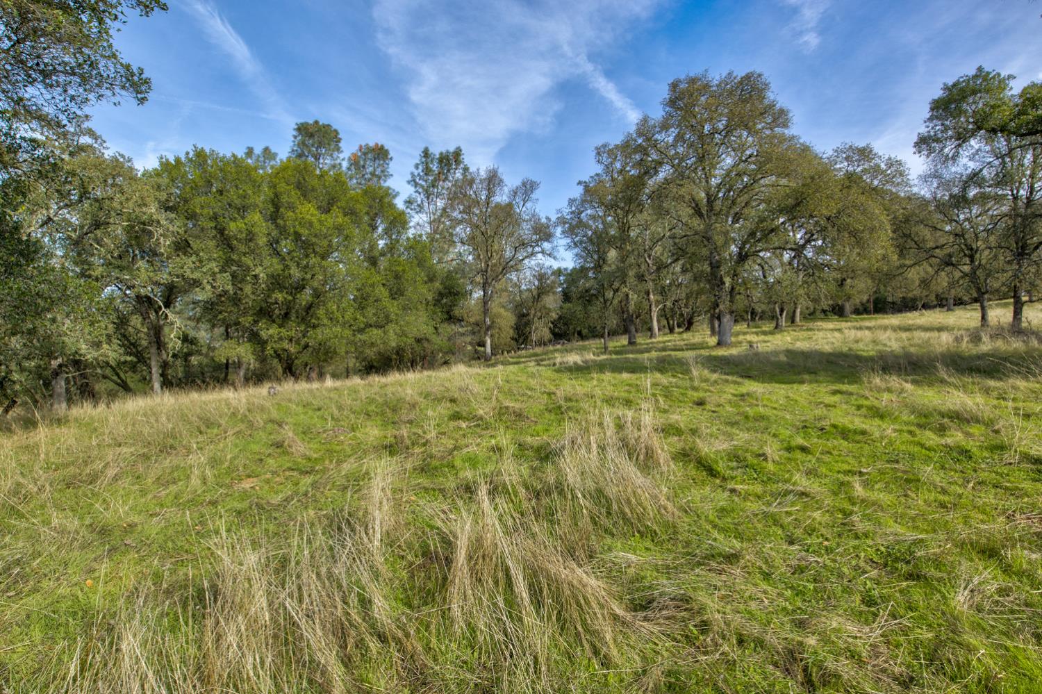 0 Latrobe Road Plymouth, CA 95669 - Photo 44 of 52 a view of a yard with a tree
