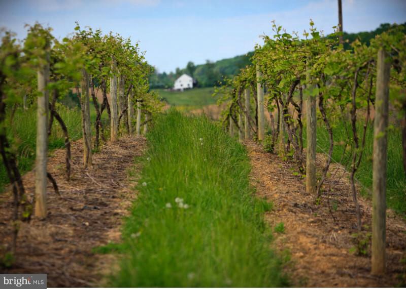 13930 Harrisville Road Mount Airy, MD 21771 - Photo 29 of 30 Visit The 4 Local Vineyards And Wineries