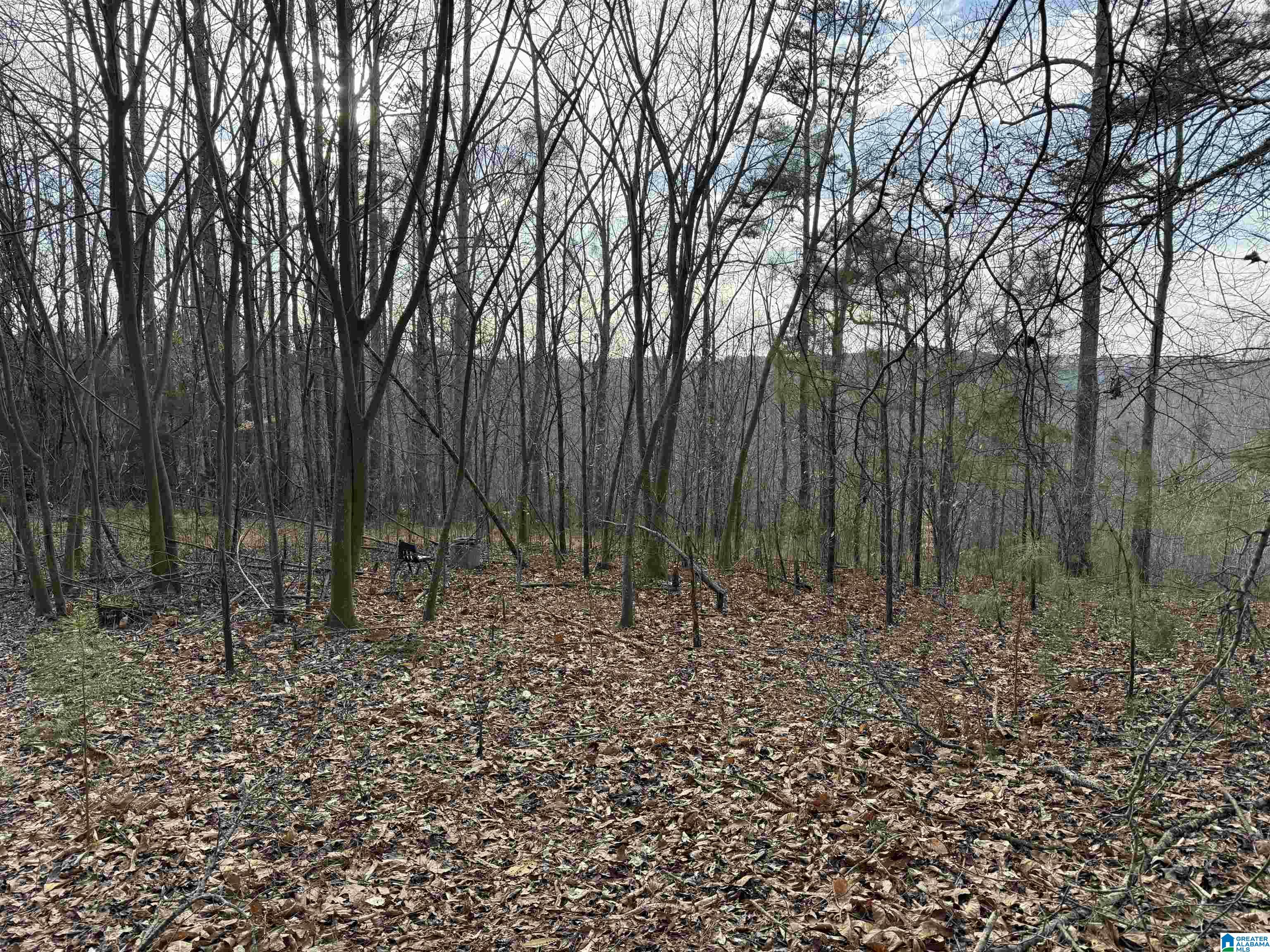 0 Old Georgia Road Fruithurst, AL 36262 - Photo 9 of 10