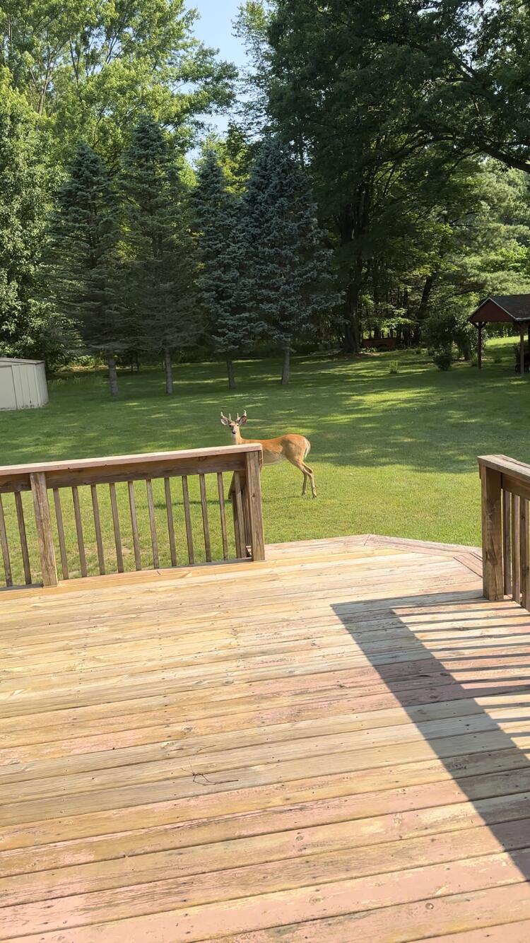 8301 West East Road Three Oaks, MI 49128 - Photo 33 of 33 Deer by Deck