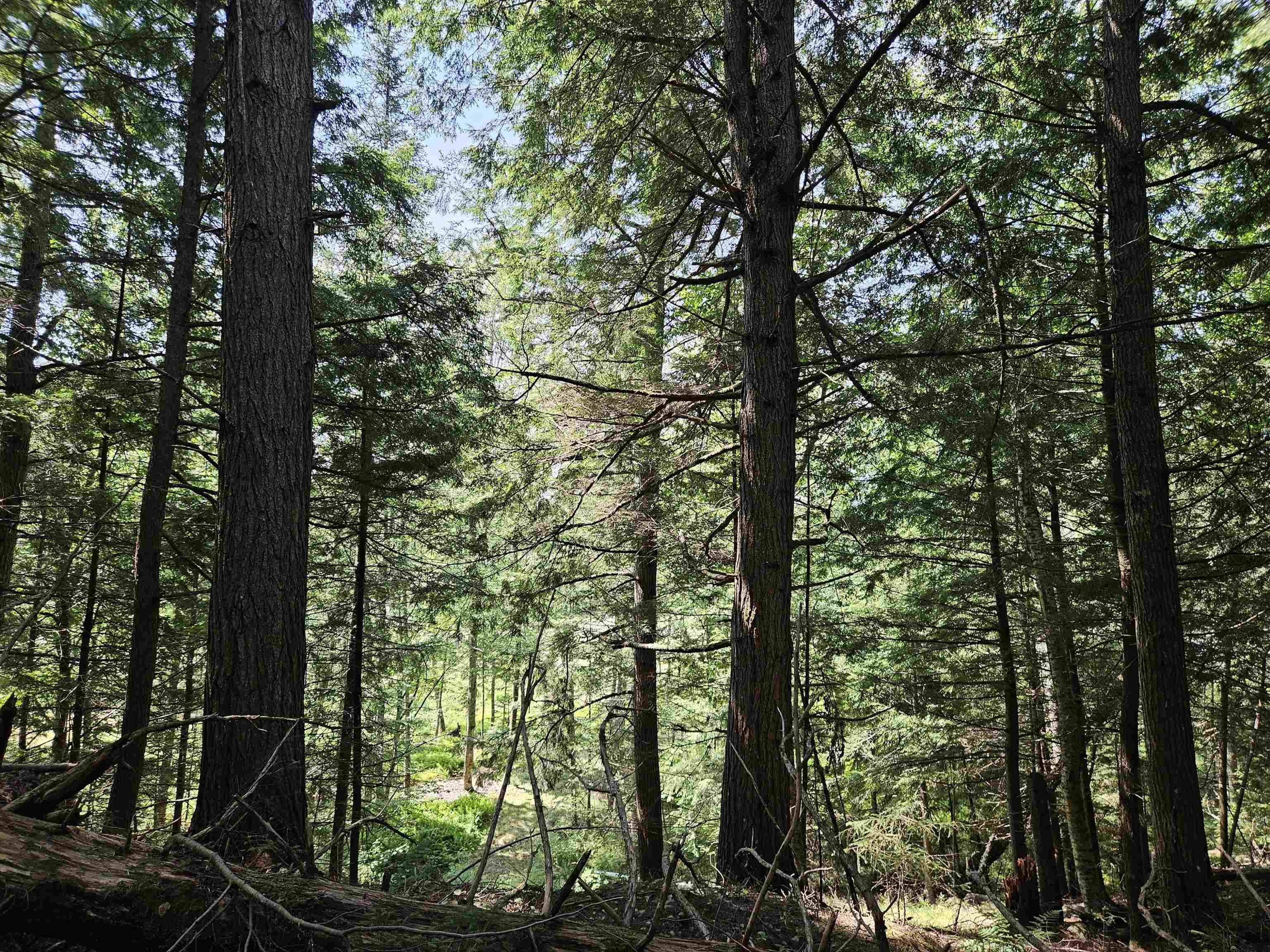 155 Plantation Road Franconia, NH 03580 - Photo 6 of 38