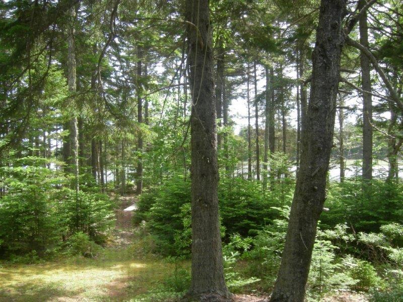 134 Rays Point Road Milbridge, ME 04658 - Photo 22 of 23 Pristine woods of healthy balsam fir...