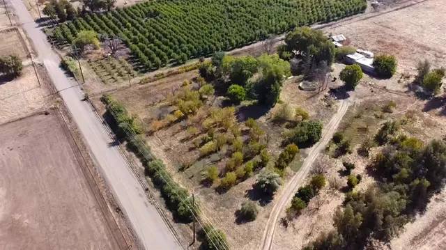 a close up of a plant in a garden
