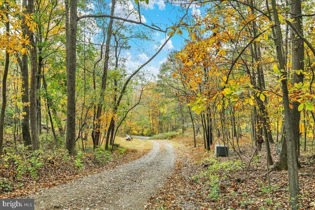 a view of a yard with plants