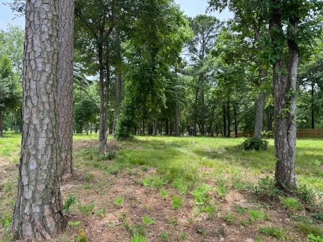 a view of a lush green forest