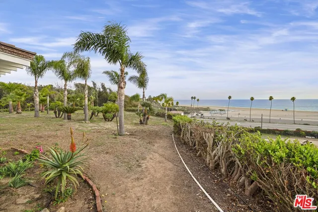 a view of a pathway with a palm tree