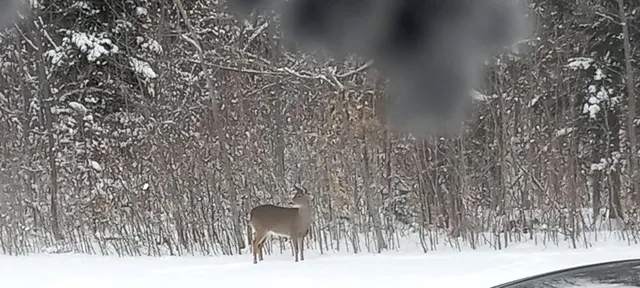 $169,900 | 29 Salmon Lake Road, Perham, ME 04766