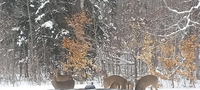 $169,900 | 29 Salmon Lake Road, Perham, ME 04766