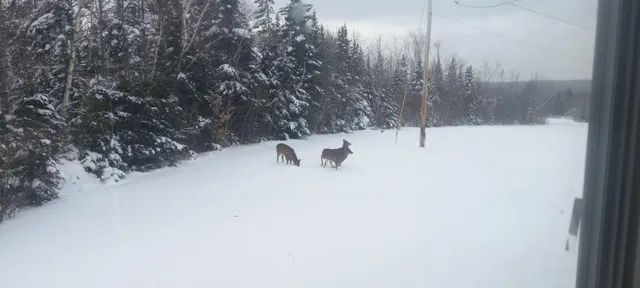 $169,900 | 29 Salmon Lake Road, Perham, ME 04766