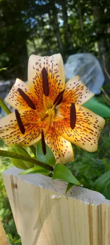 $169,900 | 29 Salmon Lake Road, Perham, ME 04766