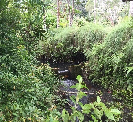 2818 Kamookoa Road, Unit 4 Kilauea, HI 96754 - Photo 11 of 23 Gallery Image 11