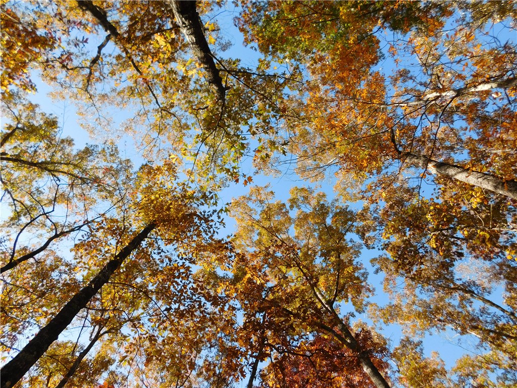 310 Sunset Rdg Way Salem, SC 29676 - Photo 8 of 10