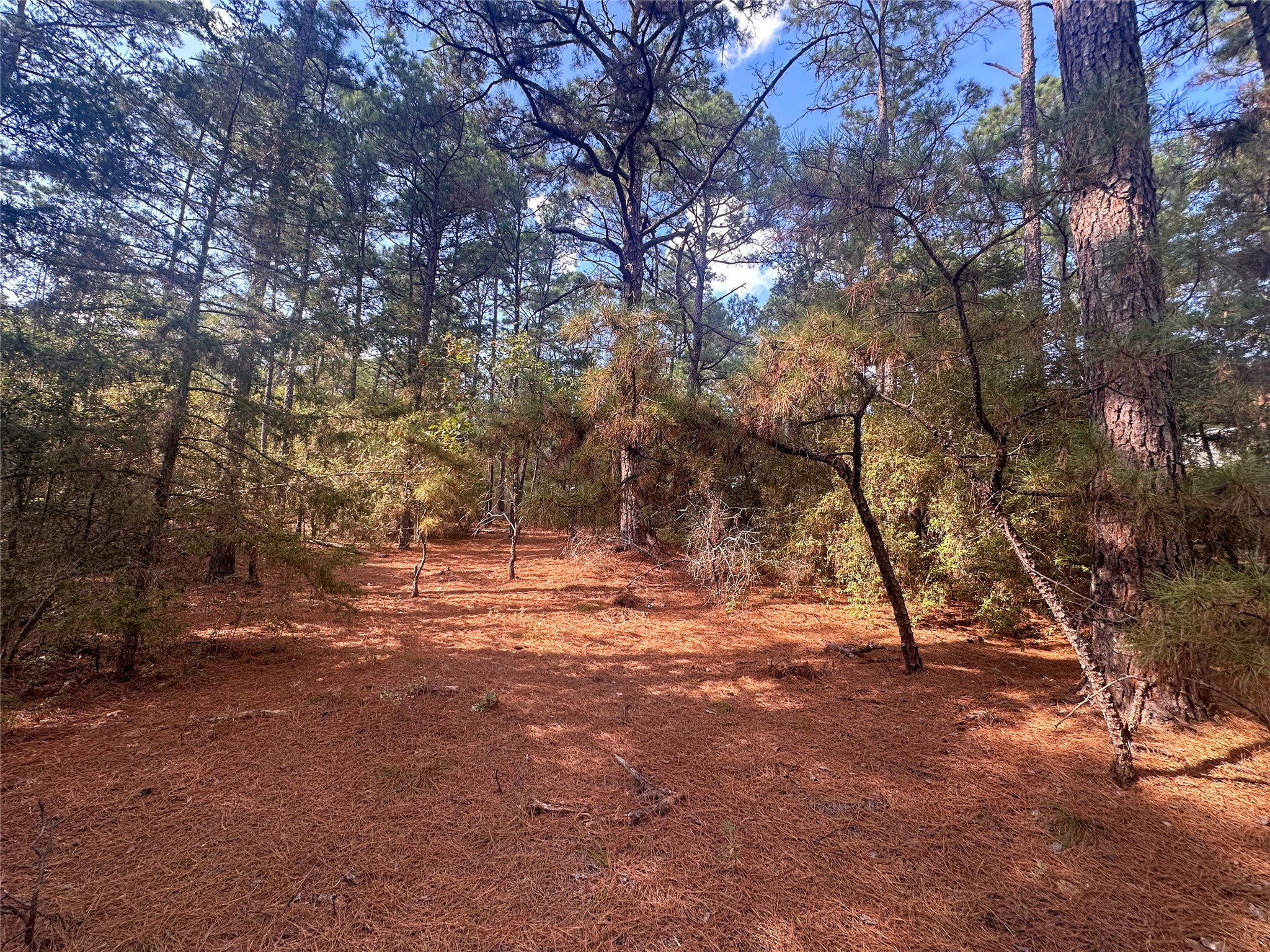 Lot 85 Hill Ridge Drive Bastrop, TX 78602 - Photo 1 of 15 a view of dirt yard with a tree