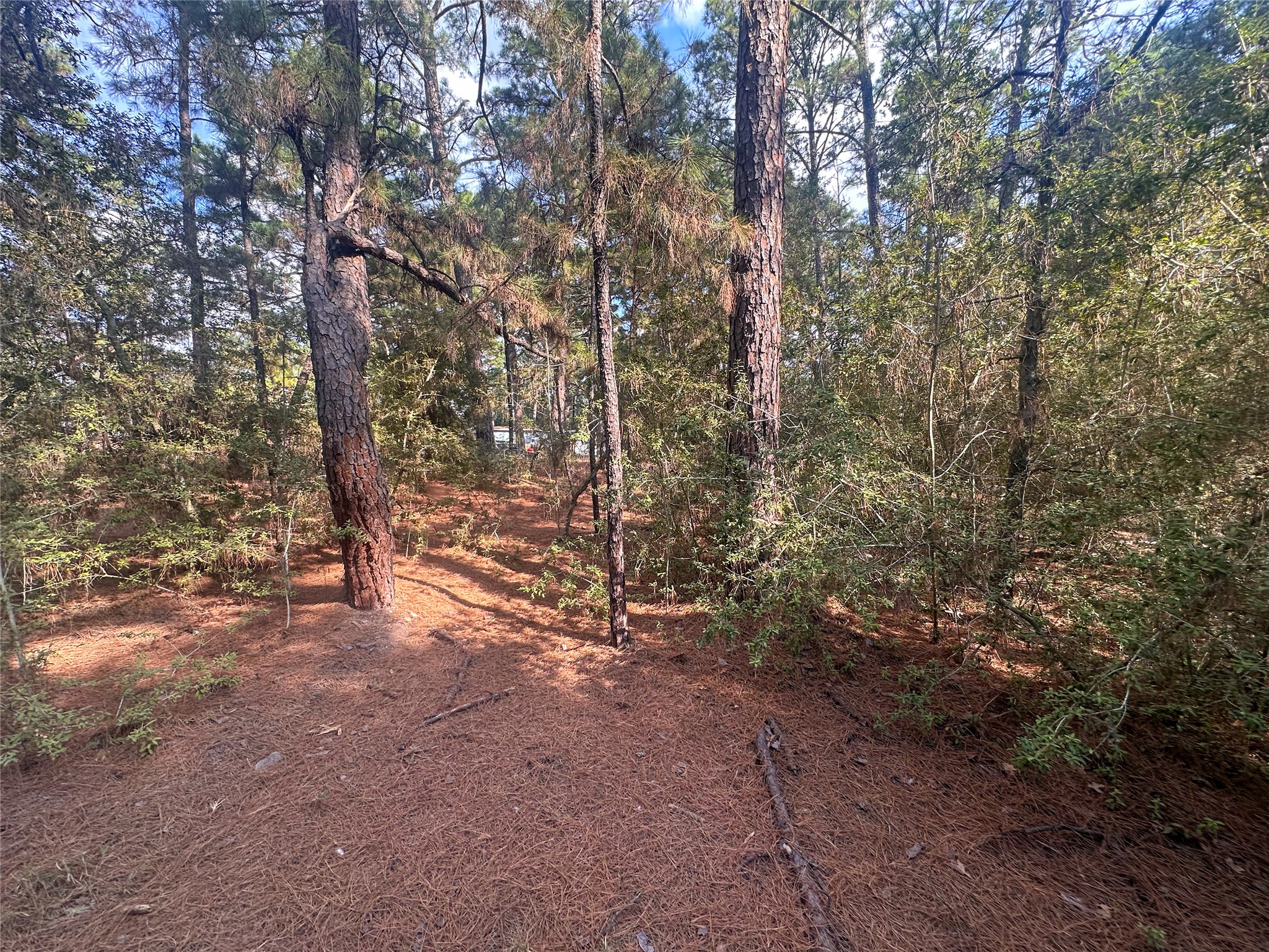 Lot 85 Hill Ridge Drive Bastrop, TX 78602 - Photo 12 of 15 a view of forest
