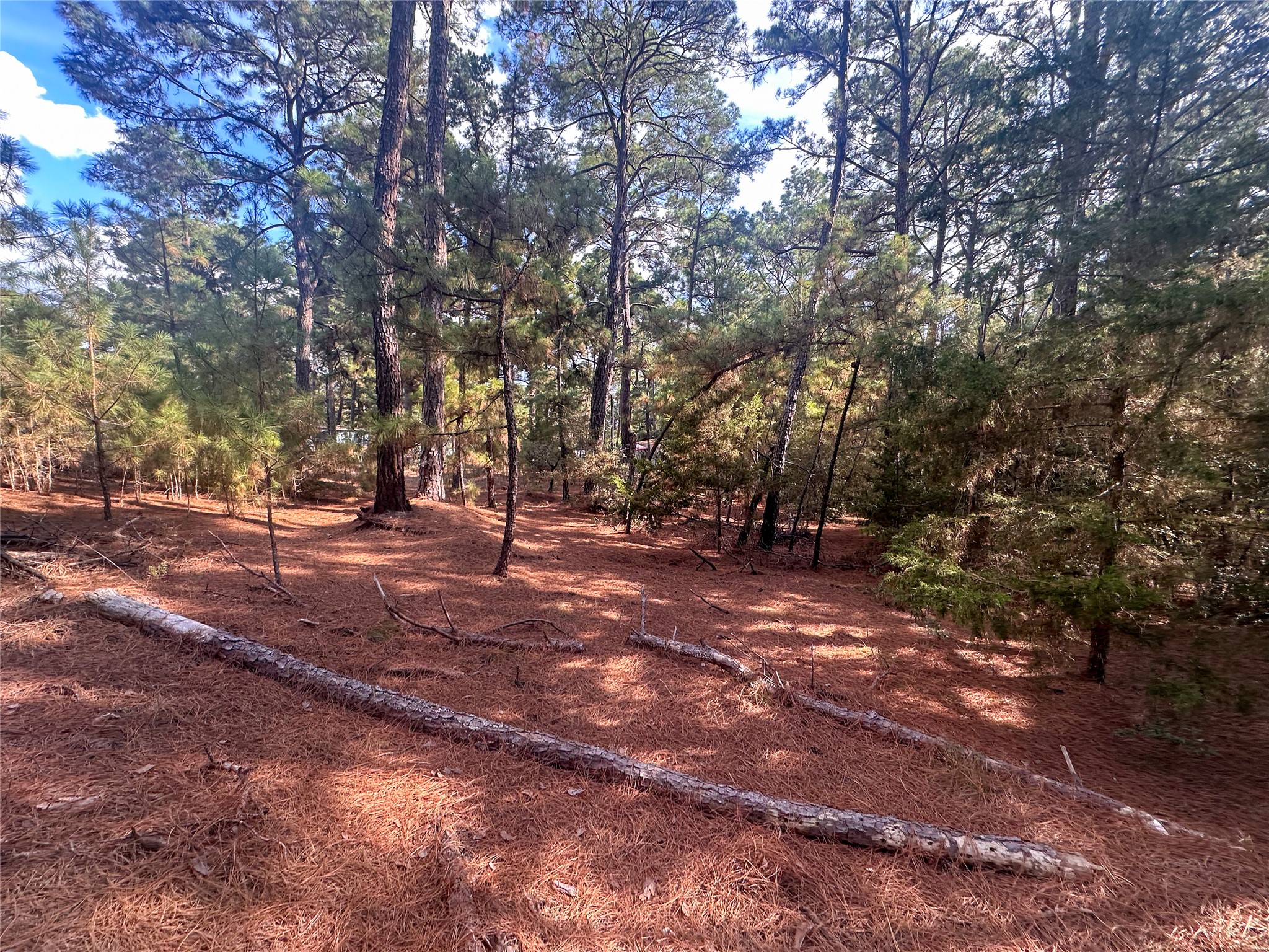 Lot 85 Hill Ridge Drive Bastrop, TX 78602 - Photo 2 of 15 a view of road with trees