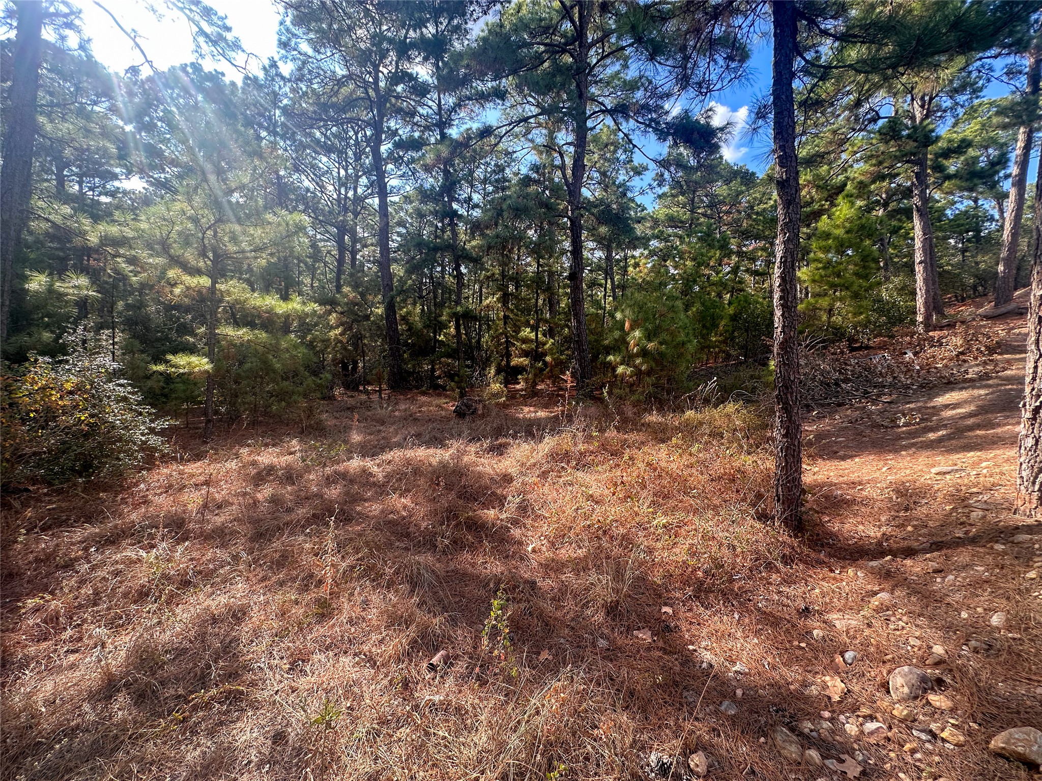 Lot 85 Hill Ridge Drive Bastrop, TX 78602 - Photo 3 of 15 a view of a forest with trees
