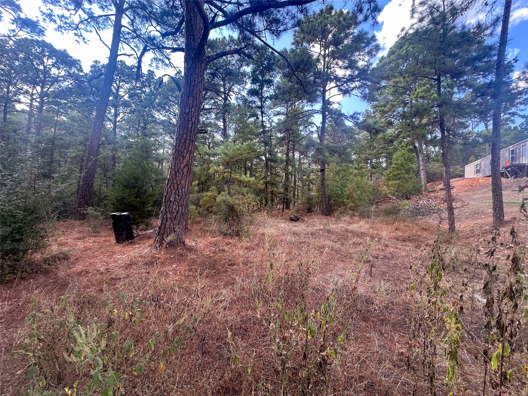 Lot 85 Hill Ridge Drive Bastrop, TX 78602 - Photo 4 of 15 a view of a forest with trees