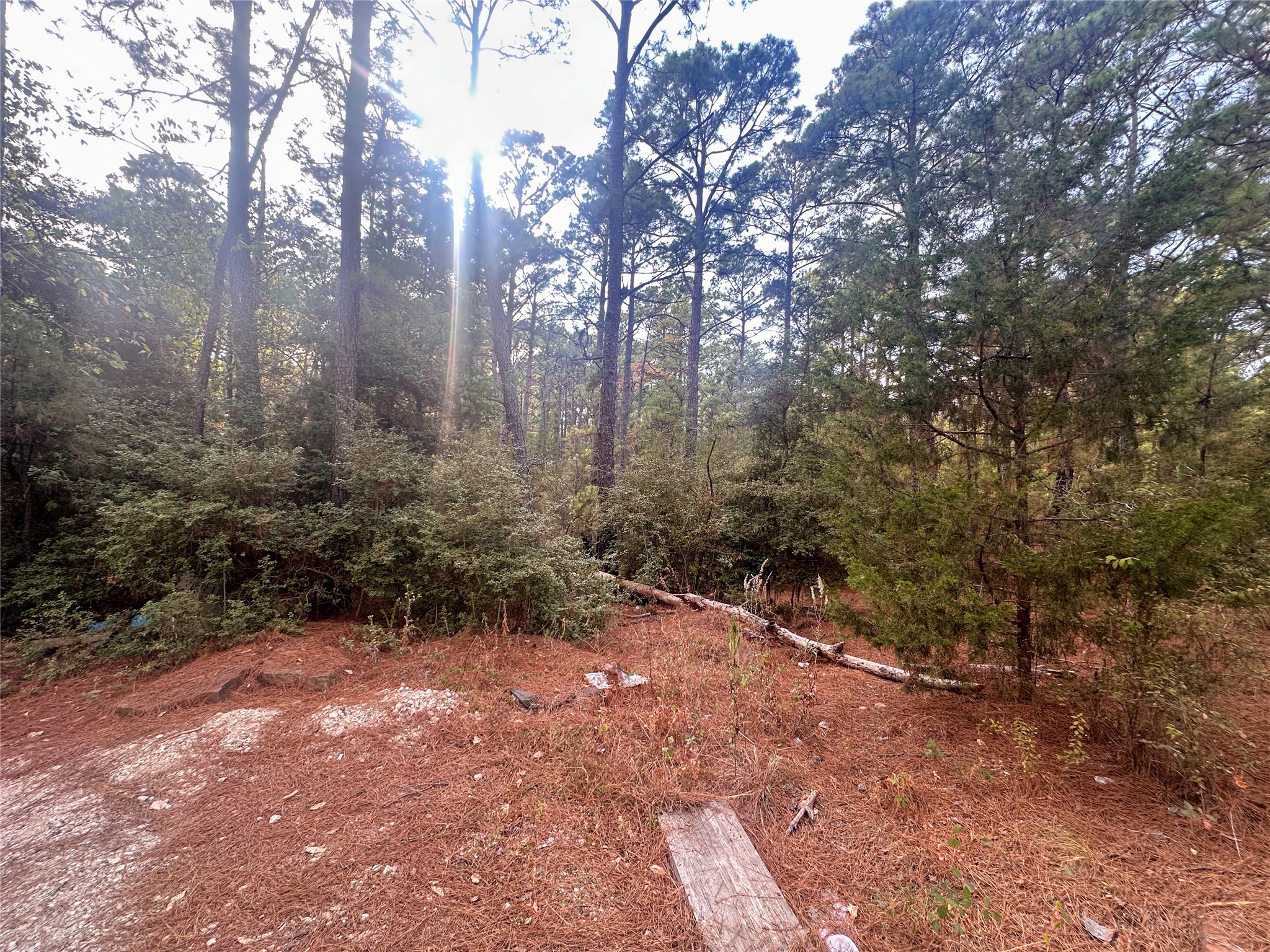 Lot 85 Hill Ridge Drive Bastrop, TX 78602 - Photo 8 of 15 a view of a forest with trees