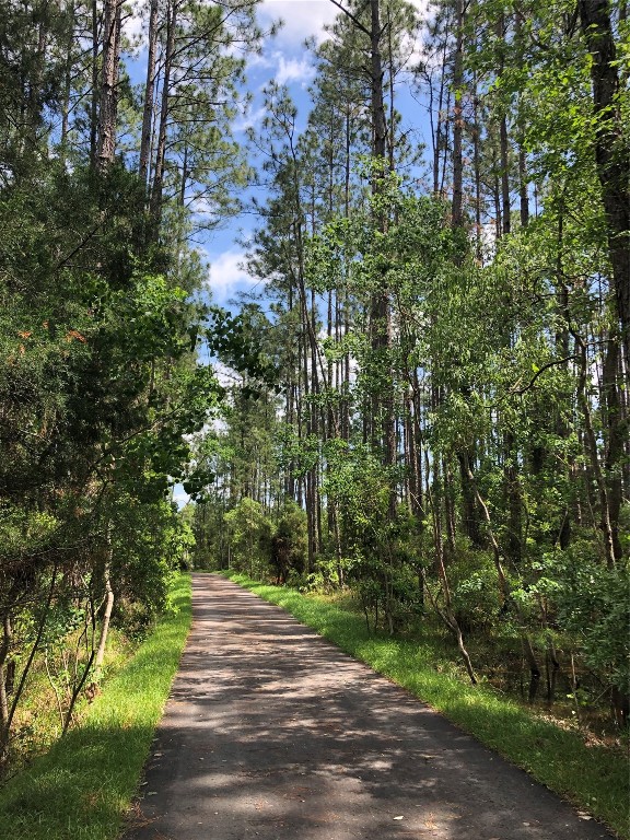 454 Slash Pine Place Yulee, FL 32097 - Photo 33 of 34 a view of a yard with plants and trees