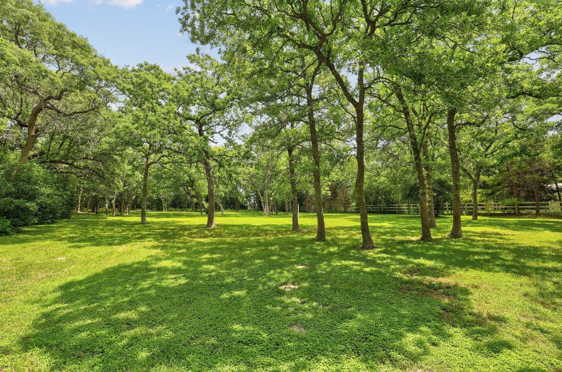 a view of a park with a tree