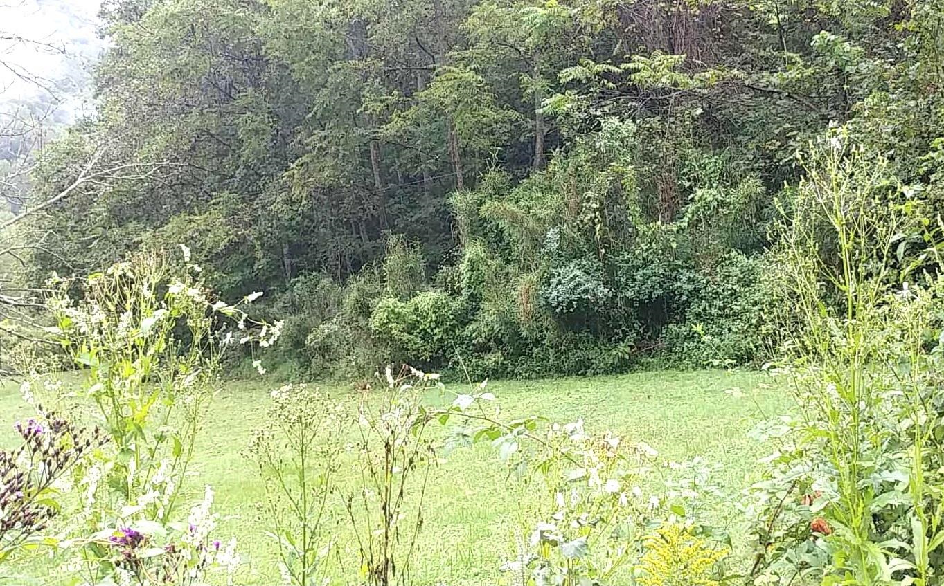 0 Onzie Stewart Road Arjay, KY 40902 - Photo 1 of 5