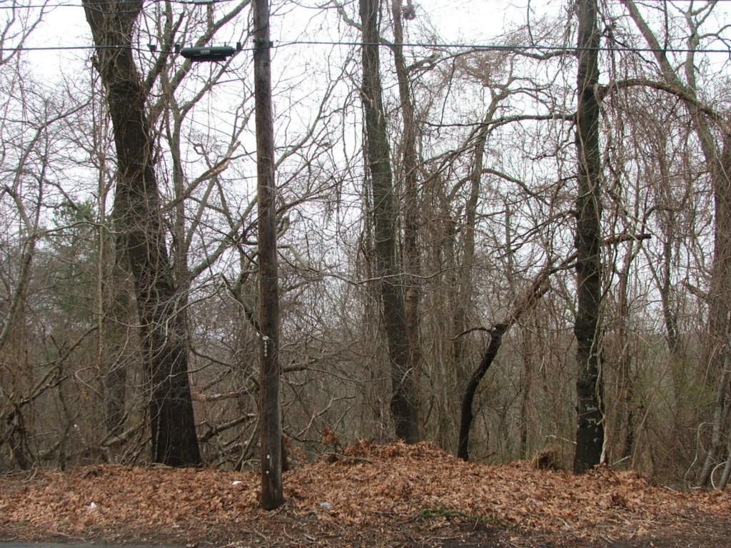 98 Bayview Road East Lyme, CT 06357 - Photo 1 of 1 a view of a forest filled with trees