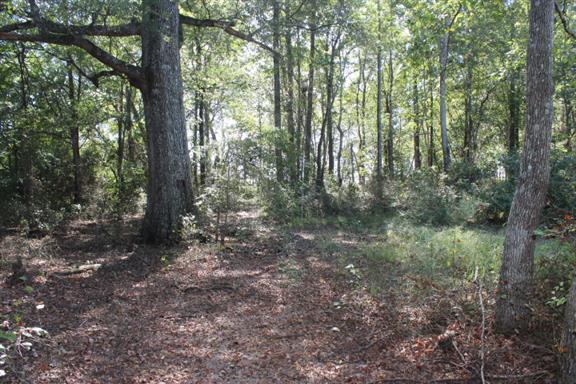 2344 Doyle Frazier Road Morrison, TN 37357 - Photo 22 of 24 Lots of trees and a path for walking or 4-wheeling.
