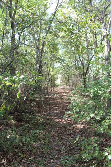2344 Doyle Frazier Road Morrison, TN 37357 - Photo 24 of 24 path from wooded back yard to the pond.