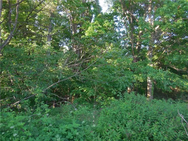 a view of a lush green forest